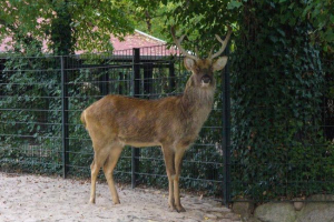 Barasing - rzadki jelenie niesamowite piękno Barasing - rzadki jelenie niesamowite piękno